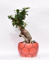 Ficus Bonsai Live Plant