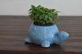 Peperomia green plant with Ceramic Pot