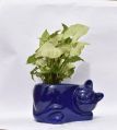 Syngonium with Ceramic Garden Pot
