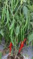 Organic devi deluxe hybrid chilli seeds
