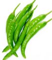 Fresh Spicy Green Chilli