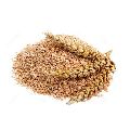 Raw Wheat Bran