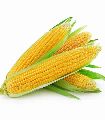 Fresh Sweet Corn