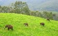 Kerala Wild Life With Backwater Tour Package