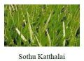 Sothu Kathalai Leaves