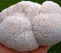 Common Organic White Jeeavn Mushroom hericium mushroom spawn