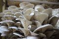 Common Natural Organic Fresh White Jeevan Mushroom Cultivation Oyster Mushroom Spawn