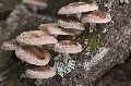 Shiitake Mushroom Spawn / Seeds