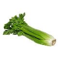 Fresh Celery Leaves