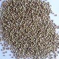whole coriander seeds