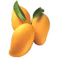 Yellow Alphonso Mango