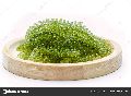 seagrape/ seagrape powder/ green caviar powder