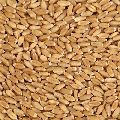 Sharbati Wheat Grain