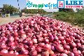 export quality onions