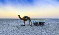 Rann of Kutch Holiday Tour Package