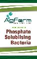 Phosphate Solubilizing Bacteria Biofertilizer