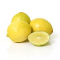 Fresh Indian Lemon