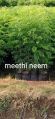 Meethi Neem Plant