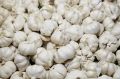 Garlic (Lahasun)
