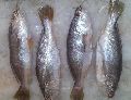 Silver Croaker Fish