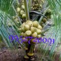green gold coconut tree available