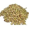 Normal Whole Coriander Seeds