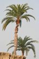 Silver Date Palm