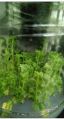 Artemisia Tissue Culture Plants