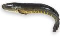 hybrid murrel fish