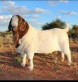 Brown White boer male goat