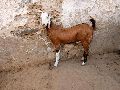 gujari female goat