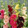Hollyhock Charter Double Mix Flower Seeds