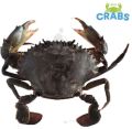 Green Mud crab, Scylla Serrata (Green local)