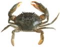 Green Mud crab, Scylla Serrata (Regular)