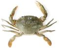 Mud crab (Button crabs)