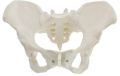Plastic White 1000 G Libra female pelvis model
