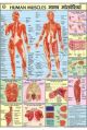 Paper Multicolor human anatomy chart