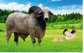 zymo care cattle feed supplement