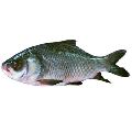 Live Catla Fish
