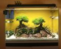 glass freshwater aquarium