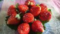 organic fresh hills strawberries