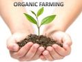 Organic Farming Consultancy Service