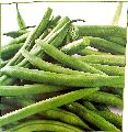 fresh green beans