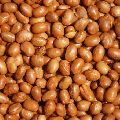 Soy Nuts