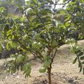 desi guava plant