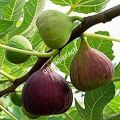 Fig (Anjeer) plant