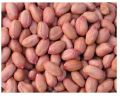 Groundnuts good quality