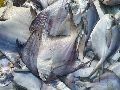 Grey Frozen Pomfret Fish