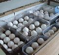 Parrots and Parrot Eggs available