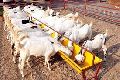 Goat Farming Project Consultancy Services